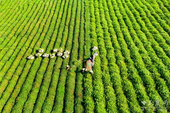 萬畝茶園 劉克強_副本.jpg.jpg