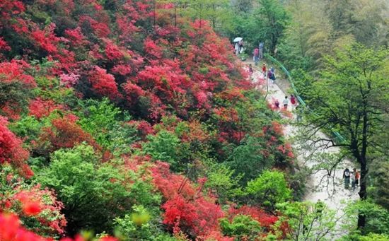 大幕山杜鵑花.jpg.jpg