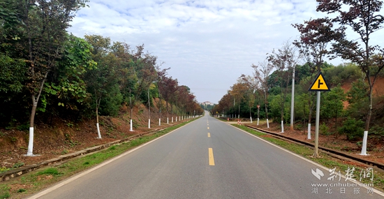咸安公路行道樹.jpg
